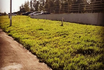 Покосили траву на ул. Нита Романова